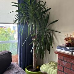 Large yucca plant with pot
