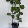 Hoya Australis Image 2