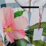 Rare Ted Baker - Nayeli Secret Trellis Dress - UK 8 - BNWT RRP 180 Image 7
