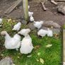 Silkie hens with chicks Image 2