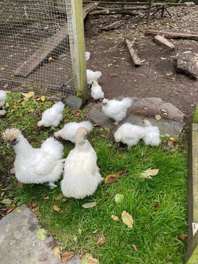 Silkie hens with chicks
