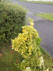 Plant