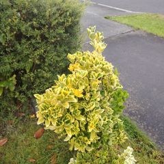 Plant
