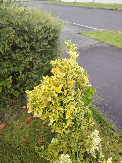 Plant