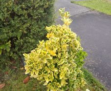 plant