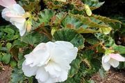 4 Begonias ceramic &amp; terracotta pots
