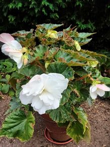 4 Begonias ceramic & terracotta pots