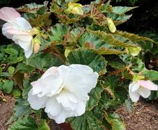 4 Begonias ceramic & terracotta pots