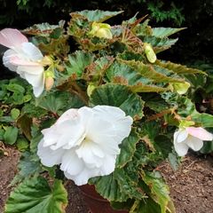 4 Begonias ceramic & terracotta pots