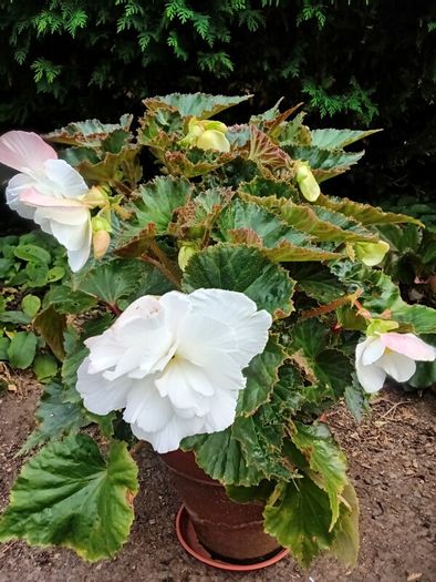4 Begonias ceramic & terracotta pots