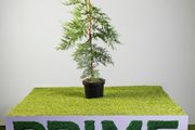 Leylandii 3-4ft