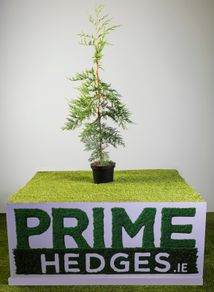 Leylandii 3-4ft