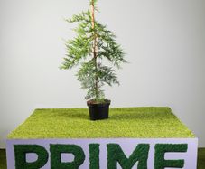 Leylandii 3-4ft