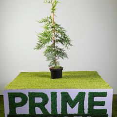 Leylandii 3-4ft
