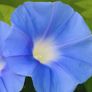 (M) Morning Glory seeds Clark's Blue 2g (043928) Image 2
