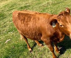 Dexter cattle- selection