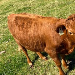 Dexter cattle- selection