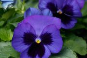 (P) Pansy Alpensee seeds 0.1g (approx. 80 seeds) | Sow in August