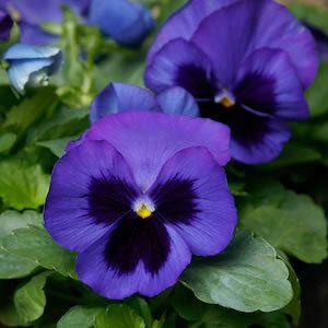 (P) Pansy Alpensee seeds 0.1g (approx. 80 seeds) (420575)