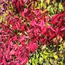 3 Virginia Creeper Plants Image 4