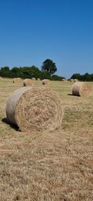 Hay for sale