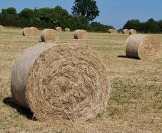 Hay for sale