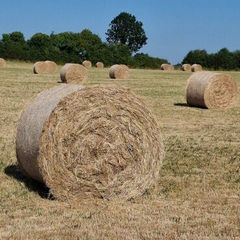 Hay for sale