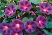 (M) Morning Glory Ipomea Knowlians Black seeds 0.5g (414871)