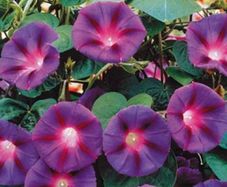 (M) Morning Glory Ipomea Knowlians Black seeds 0.5g (414871)