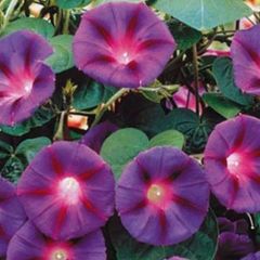 (M) Morning Glory Ipomea Knowlians Black seeds 0.5g (414871)