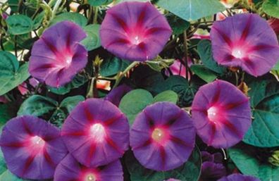 (M) Morning Glory Ipomea Knowlians Black seeds 0.5g (414871)