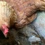poultry Image 3