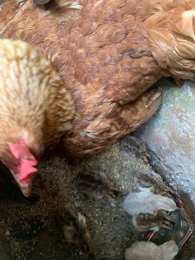 poultry