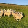 Hilltex organic ewe lambs Image 6