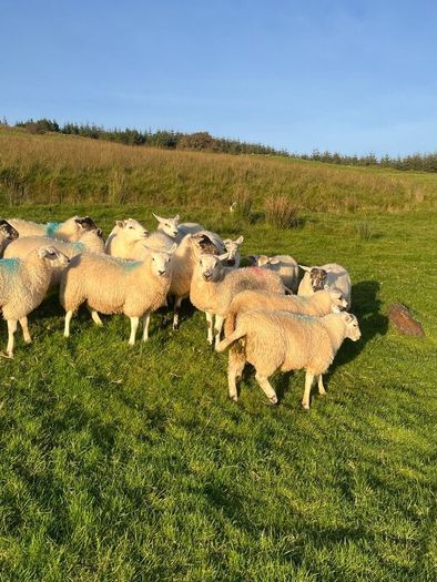 Hilltex organic ewe lambs