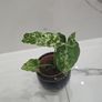 Syngonium Mojito Mottled - house plant - indoor plant Image 2