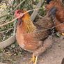 Pol pullets Image 2