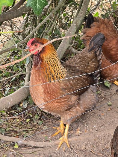 Pol pullets