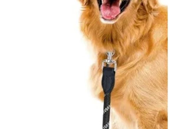 Dog walking available