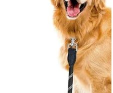 Dog walking available