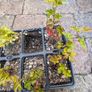 Cissus striata - fast growing evergreen climber Image 4