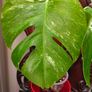 No.68 Monstera Albo Image 2
