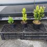 Instant Box Hedging 35 euro Image 2