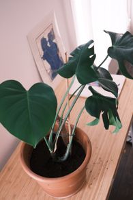 Large Houseplant Collection: 4 Monsteras, Rubber Tree & Giant Bird of Paradise