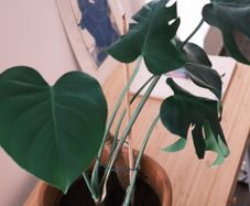 Large Houseplant Collection: 4 Monsteras, Rubber Tree & Giant Bird of Paradise