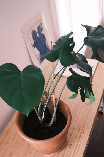 Large Houseplant Collection: 4 Monsteras, Rubber Tree & Giant Bird of Paradise