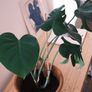 Monstera Deliciosa (Swiss Cheese Plant) in Terracotta Pot Image 2