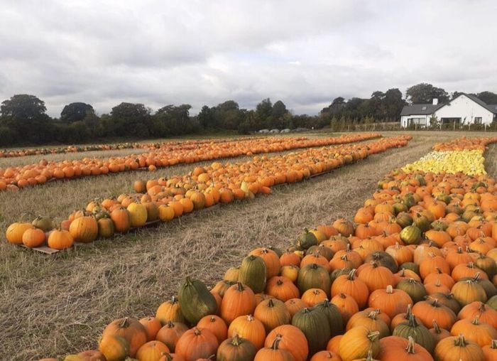 Pumpkins  for sale   Dublin