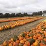Pumpkins  for sale   Dublin Image 5