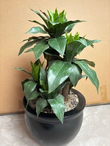 Large Artificial Dracaena Plant in Modern Black Pot Excellent Condition